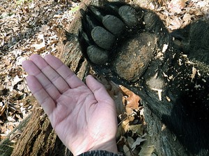 My hand compared to the bear's paw.