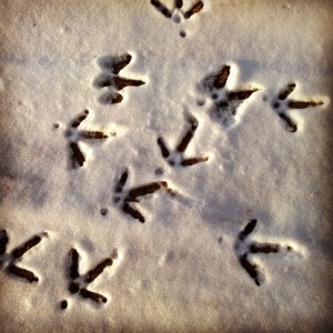 Tracks left by a flock of more than 40 turkeys  pepper the snow at the edge of a corn field.
