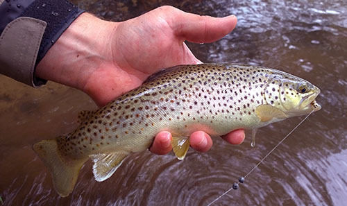 John with a nice brown trout from the town section of Falling Spring Branch.
